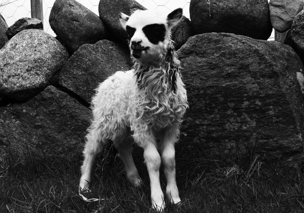 Norwegian lamb with corpsepaint