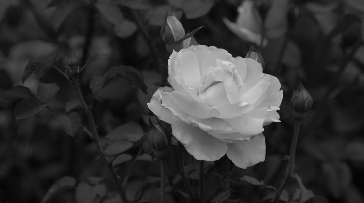 A rose for Utøya